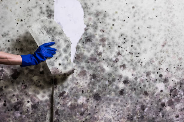Best Mold Testing and Inspection Services in Westfield, PA